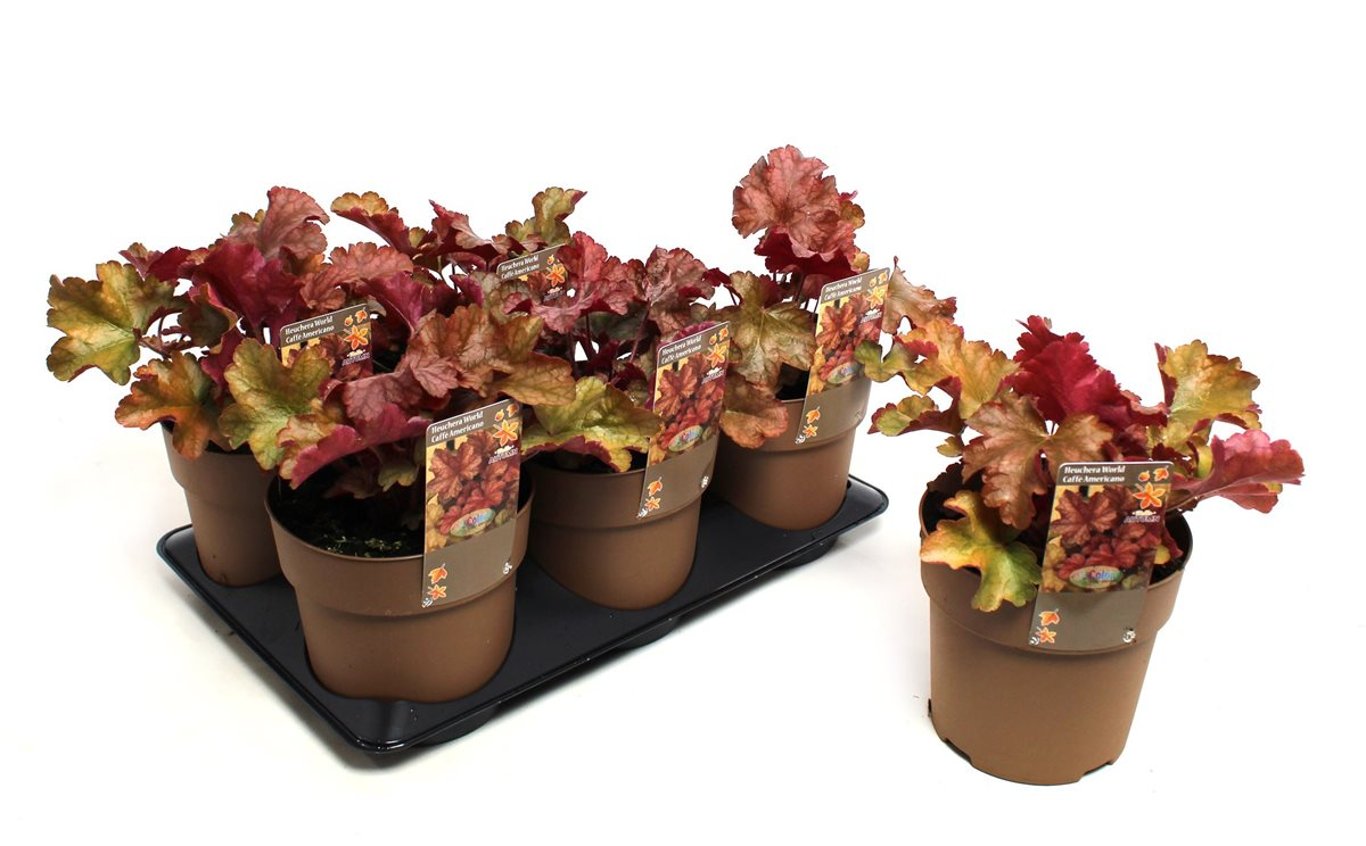 Heuchera World Caffe Americano - C1,5